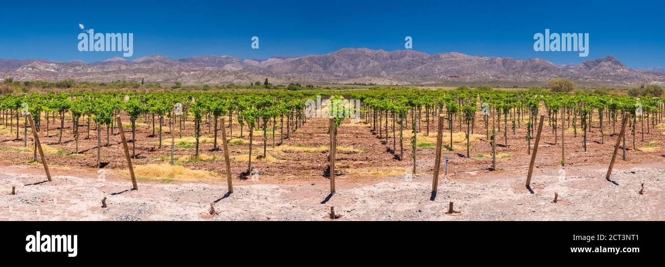 Grüne Weinreben in einem Weinberg in einem Weingut in der trockenen, trockenen, Anden, Provinz San Juan, Argentinien, Südamerika Stockfoto