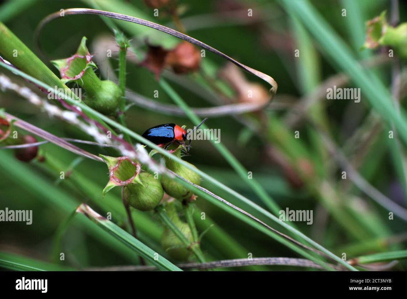 Ein schwarz-rot glänzender Flohkäfer. Stockfoto