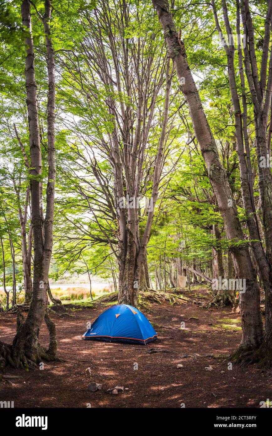 Zelte auf einem Campingplatz für Camping im Wald im Tierra Del Fuego  Nationalpark, Ushuaia, Patagonien, Argentinien, Südamerika Stockfotografie  - Alamy