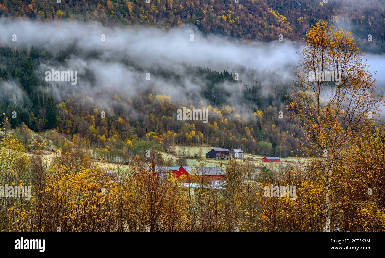 Rote Häuser und Bauernhöfe auf den Feldern auf einem Hügel im Morgennebel in den Herbstfarben auf dem Land in der Stadt Voss, Norwegen. Stockfoto