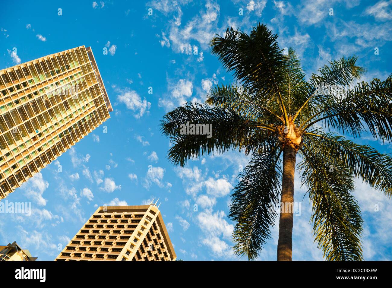 Palmen, Bürogebäude und Blue Sky in Brisbane, Queensland, Australien Stockfoto