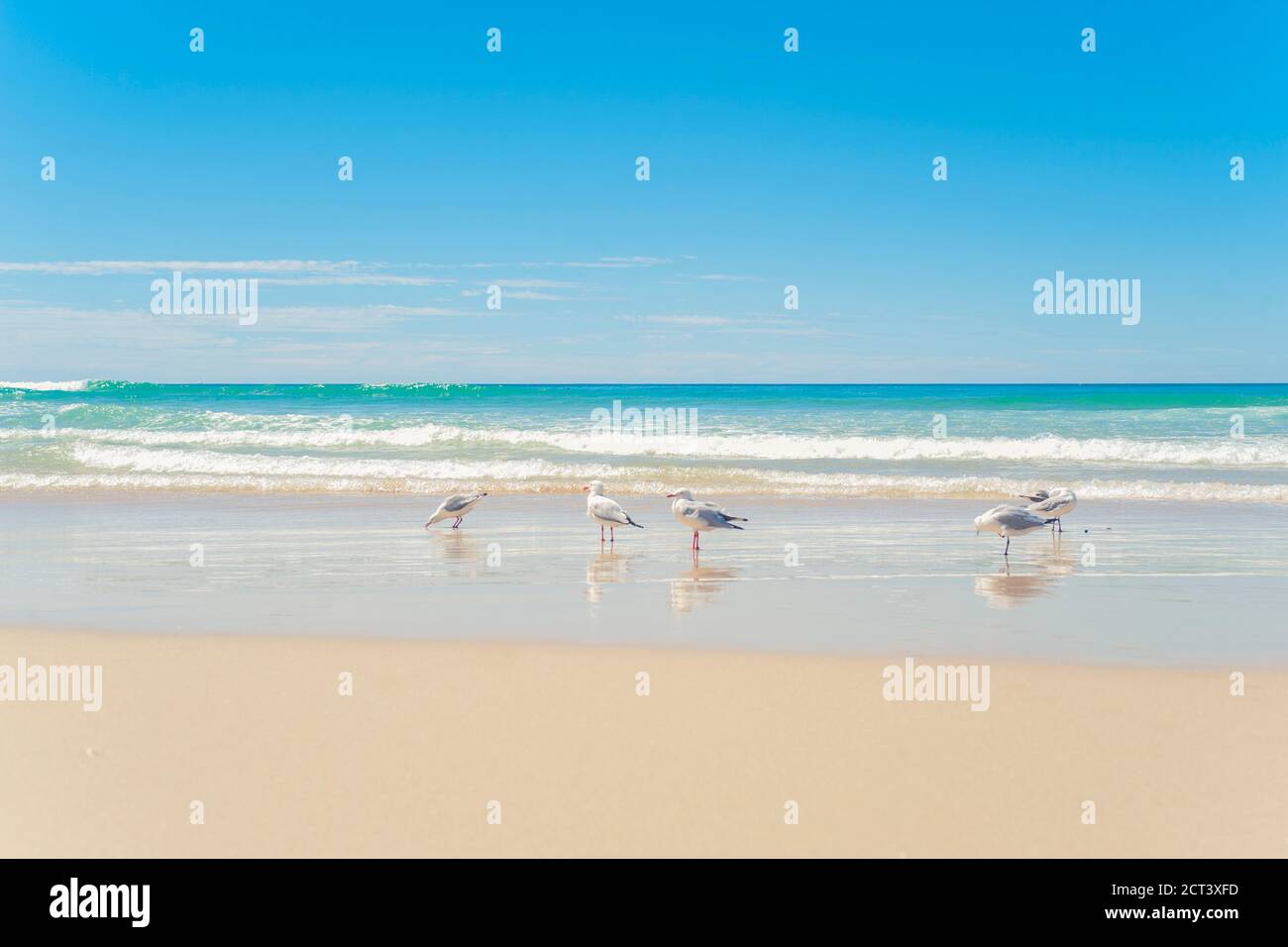 Möwen am Surfers Paradise Beach, Gold Coast of Australia, Hintergrund mit Kopierraum Stockfoto