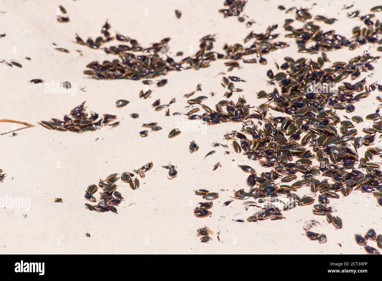 Water Beetle Invasion am Surfers Paradise Beach im März 2011, Gold Coast of Australia Stockfoto