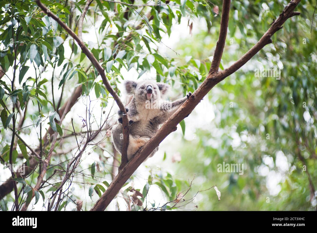 Koala Bear im Koala Bear Sanctuary, Port Macquarie, Gold Coast of Australia Stockfoto