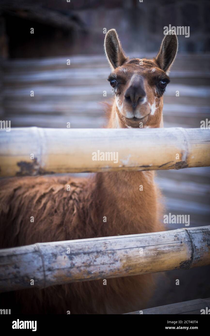 Lama in San Antonio de Pichincha, Quito, Ecuador, Südamerika Stockfoto Lama in San Antonio de Pichincha, Quito, Ecuador, Südamerika Stockfoto