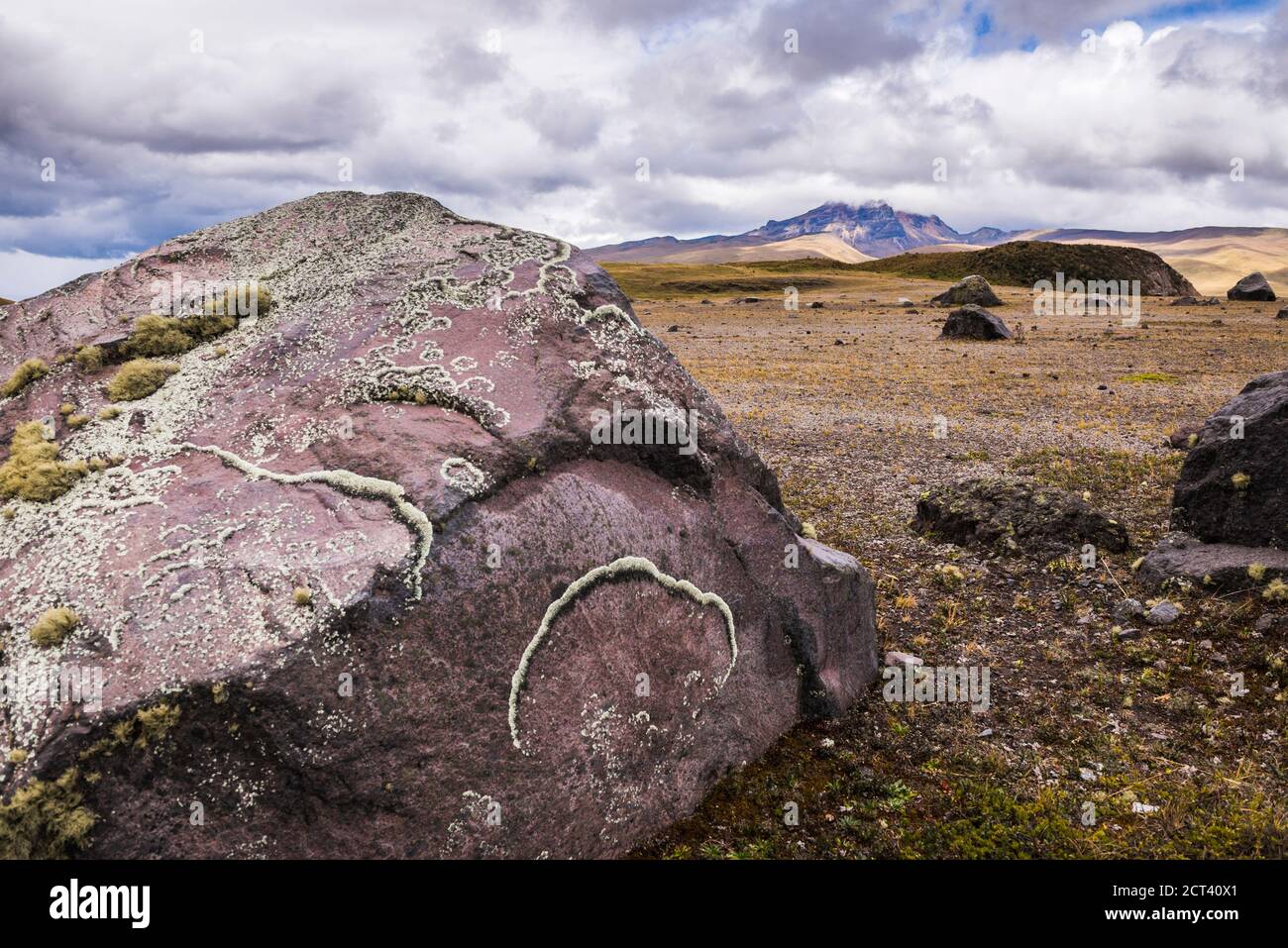 Lincoln wächst auf Felsen im Cotopaxi Nationalpark, Provinz Cotopaxi, Ecuador Stockfoto