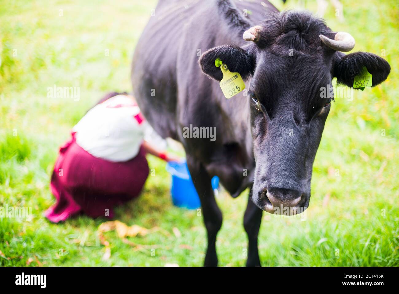 Kuh, die von einer indiginous Cayambe Lady gemolken wird, Zuleta Farm, Imbabura, Ecuador, Südamerika Stockfoto