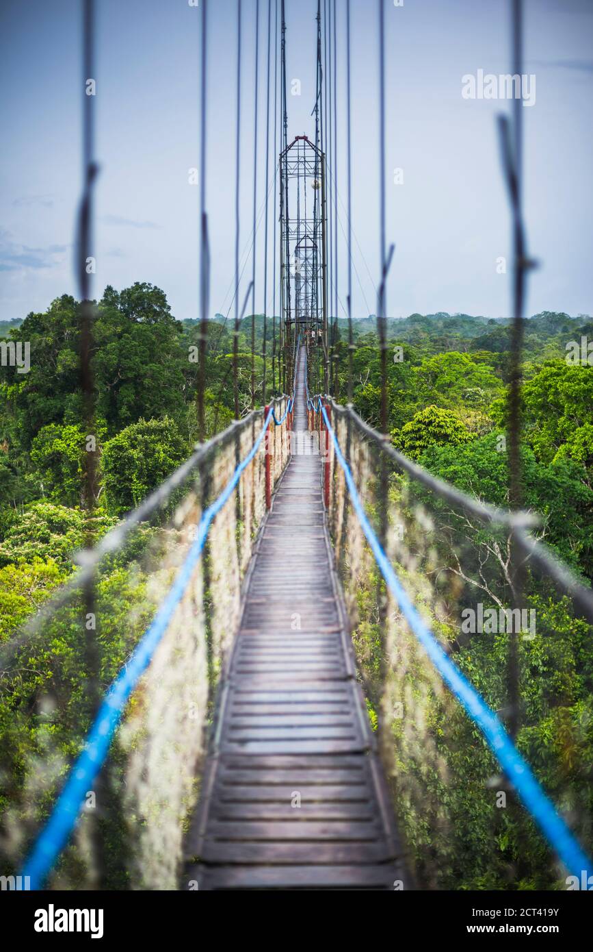 Dschungel-Canopy-Spaziergang im Amazonas-Regenwald in der Sacha Lodge, Coca, Ecuador, Südamerika Stockfoto