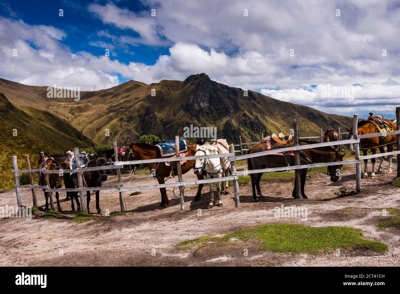 Pferde bieten Ausritte auf dem Vulkan Pichincha, Quito, Provinz Pichincha, Ecuador, Südamerika Stockfoto