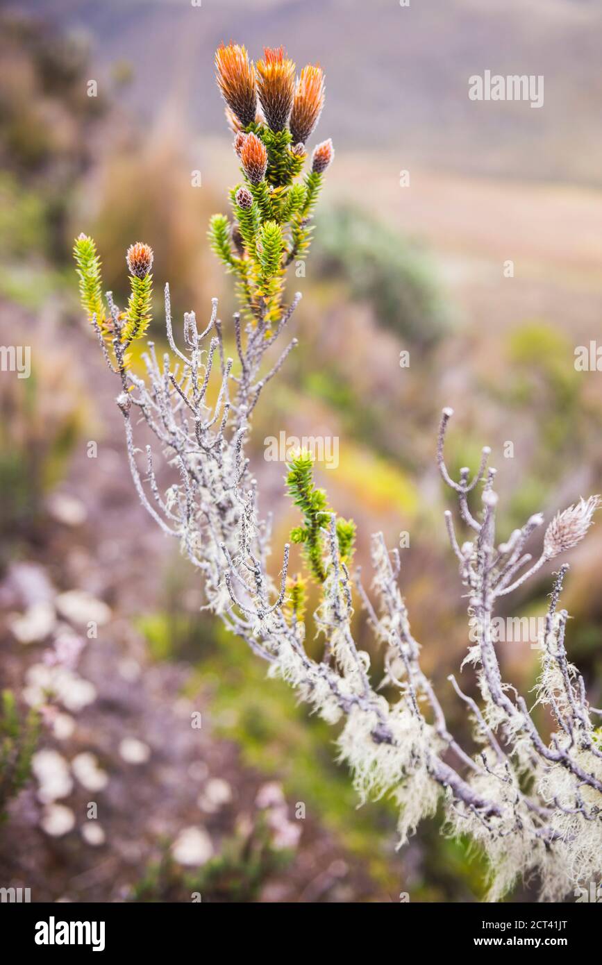 Chuquiraga Jussieui, die Blume der Liebe auf dem Vulkan Ruminahui, Cotopaxi Nationalpark, Ecuador, Südamerika Stockfoto