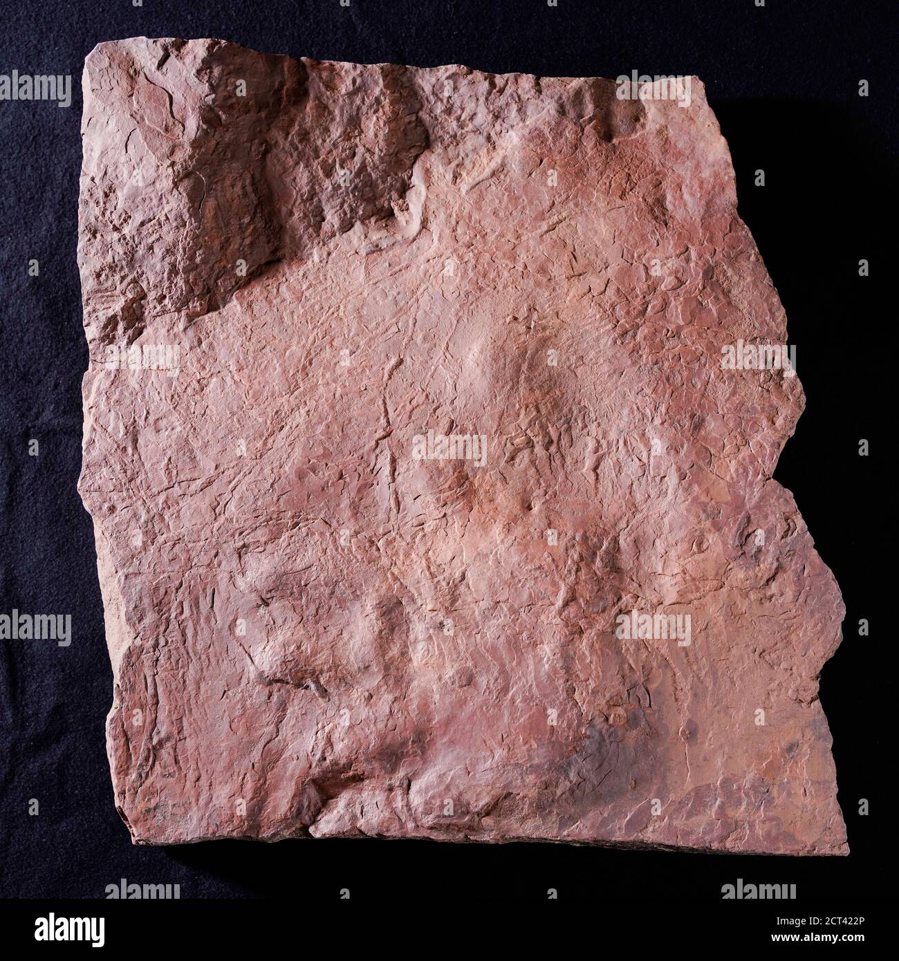 Thallichtenberg, Deutschland. September 2020. Auf einem Tisch im Geoskop-Urweltmuseum liegt ein Fußabdruck eines in Sandstein verfestigten Pareiasaurus, auch Wangenechse genannt. Die Wangenechsen waren die größten und mit einem Gewicht von einer halben Tonne die schwersten Erdwirbel des Endes der Altsteinzeit vor etwa 255 Millionen Jahren. (To dpa-KORR: 'Wanderer finden Dinosaurierspuren - Fossilspuren begeistern Forscher' von 21.09.20) Quelle: Uwe Anspach/dpa/Alamy Live News Stockfoto