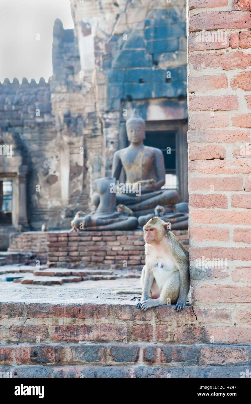 Affe im Phra Prang Sam Yot Buddhist Temple, Lopburi, Thailand, Südostasien, Asien, Südostasien Stockfoto
