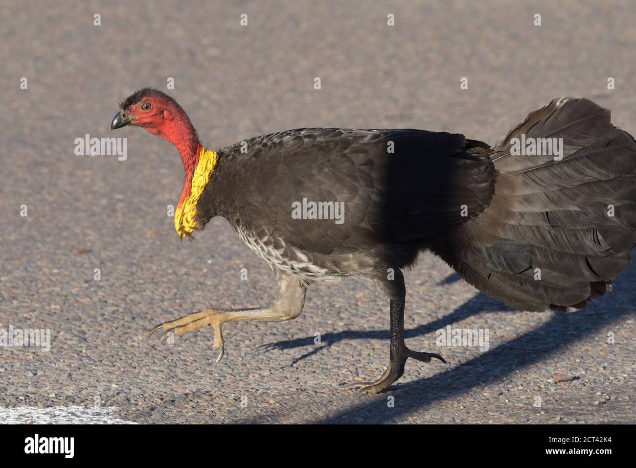 Ein australischer Pinsel türkei (Alectura lathami) Spaziergänge entlang eines Pfades in NSW Australien Stockfoto