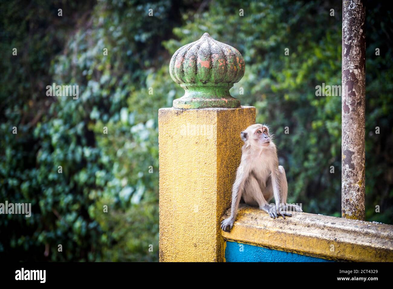 Monkey, Batu Caves, Kuala Lumpur, Malaysia, Südostasien Stockfoto