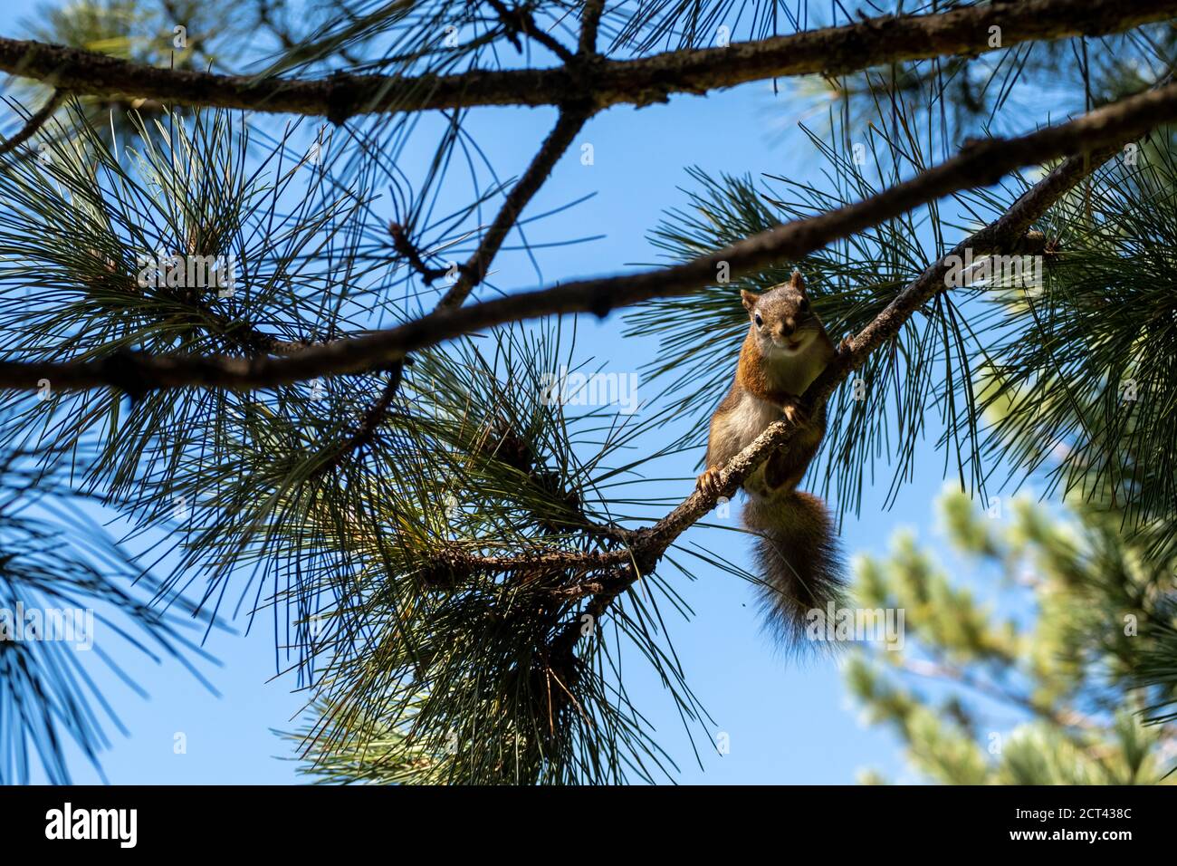 Ein amerikanisches Rothörnchen (Tamiasciurus hudsonicus) klammert sich an einen dünnen Ast an einer Kiefer im Wald. Stockfoto