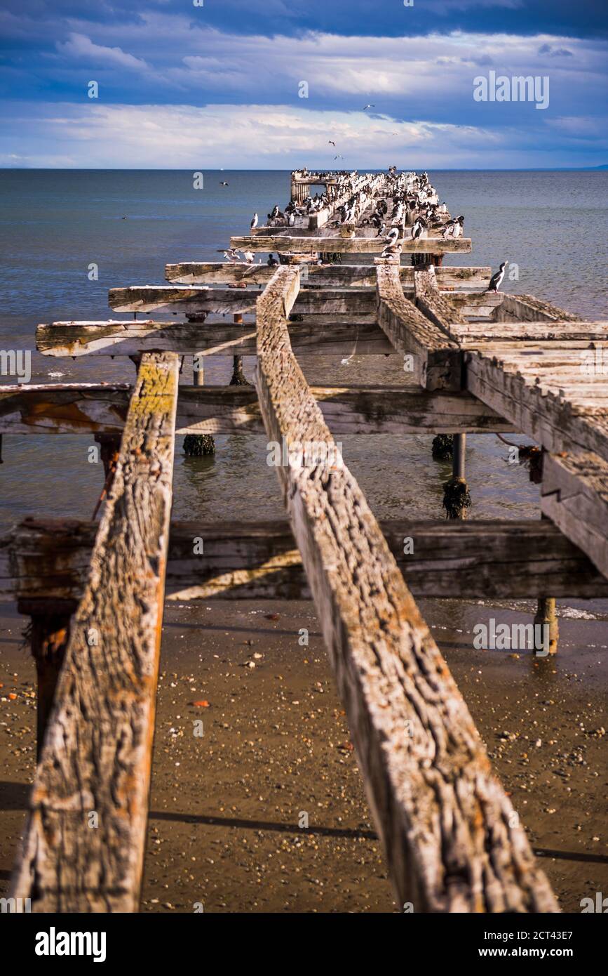 Kormoran Kolonie auf dem alten Pier in Punta Arenas, Magallanes und Antartica Chilena Region, chilenisches Patagonien, Chile, Südamerika Stockfoto