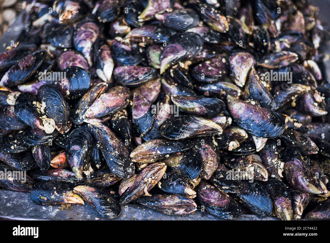 Muscheln am Angelmo Fischmarkt, Puerto Montt, Chile, Südamerika Stockfoto