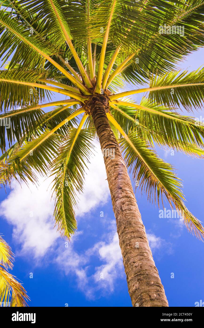 Tropische Palme mit klarem blauen Himmel in Titikaveka, Rarotonga Island, Cook Islands, Südpazifik Stockfoto