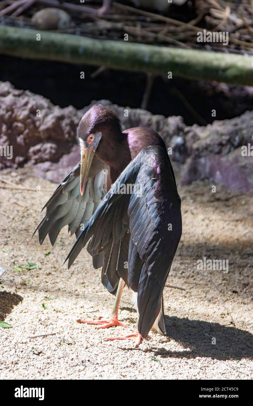 Der Storch des Abdim (Ciconia abdimii) sonnt sich in der Sonne, sieht aus wie ein Pterosaur. Es