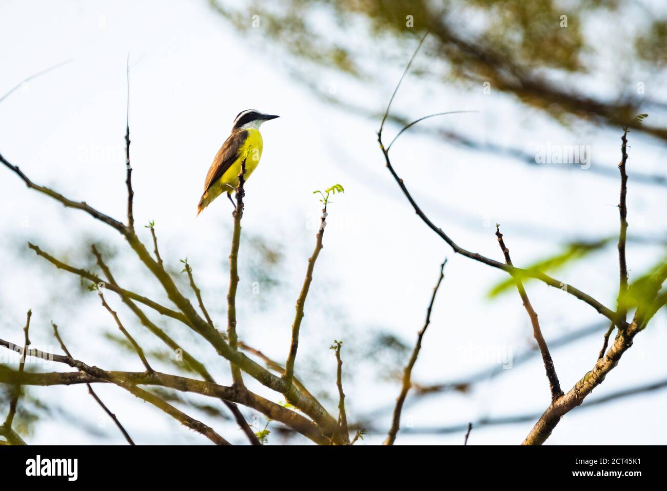Große Kiskadee (Pitangus Sulfuratus), Boca Tapada, Alajuela Provinz, Costa Rica Stockfoto