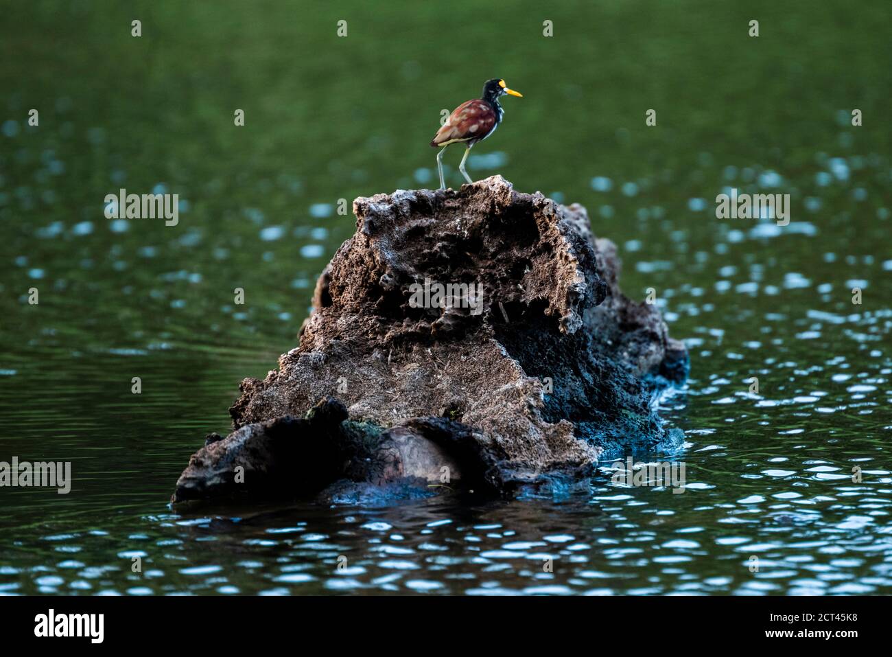 Nördliche Jacana (Jacana Spinosa), Boca Tapada, Alajuela Provinz, Costa Rica Stockfoto