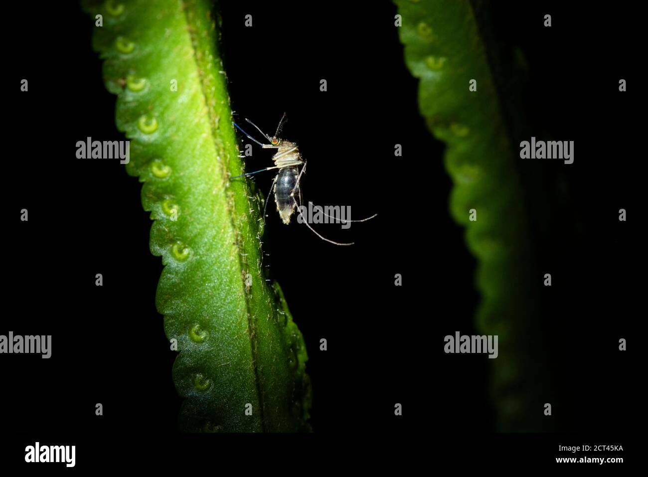Große Moskito, Boca Tapada, Alajuela Provinz, Costa Rica Stockfoto