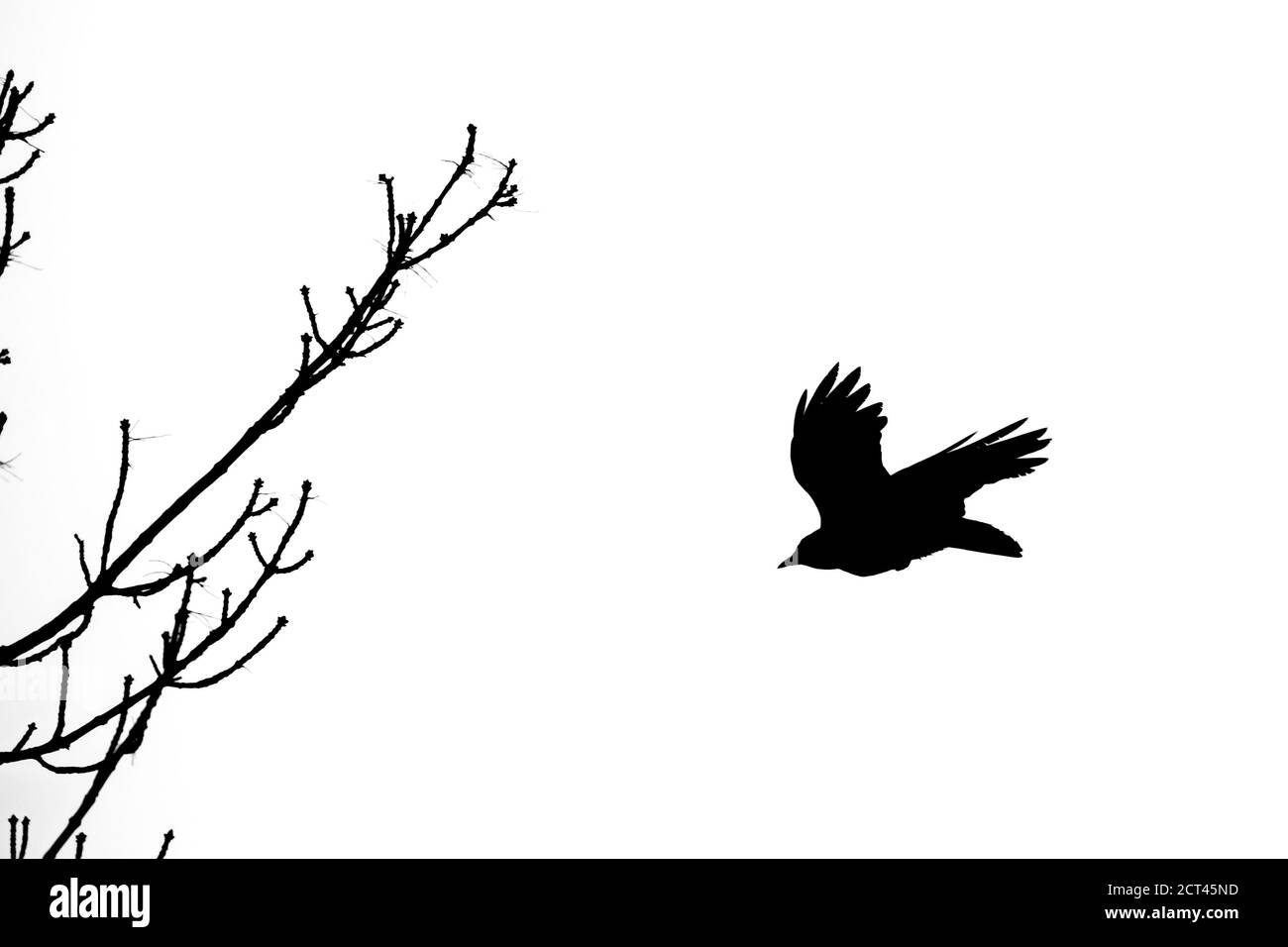 Fliegende Krähe und Bäume Äste, schwarze Silhouette isoliert auf weißem Hintergrund Stockfoto