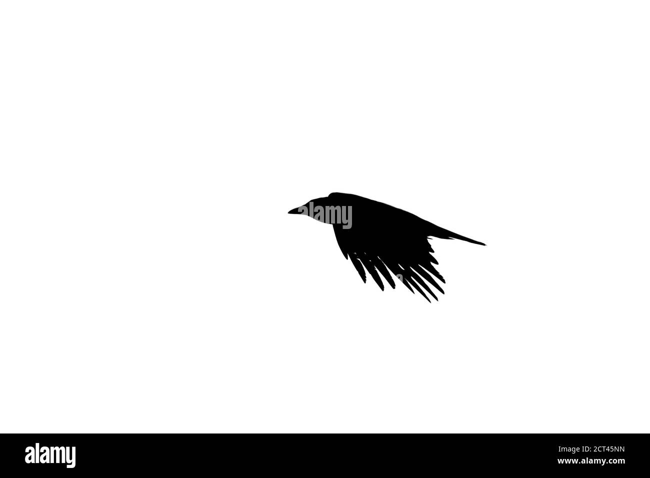 Fliegende Krähe Silhouette isoliert auf weißem Hintergrund Stockfoto