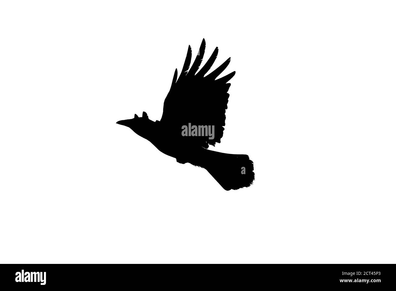 Fliegende Krähe, schwarze Silhouette Foto isoliert auf weißem Hintergrund Stockfoto