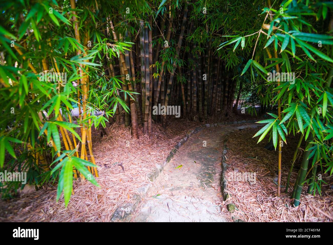 Bambussprossen einer großen Bambuspflanze im Botanischen Garten Palermo (Orto Botanico), Sizilien, Italien, Europa Stockfoto