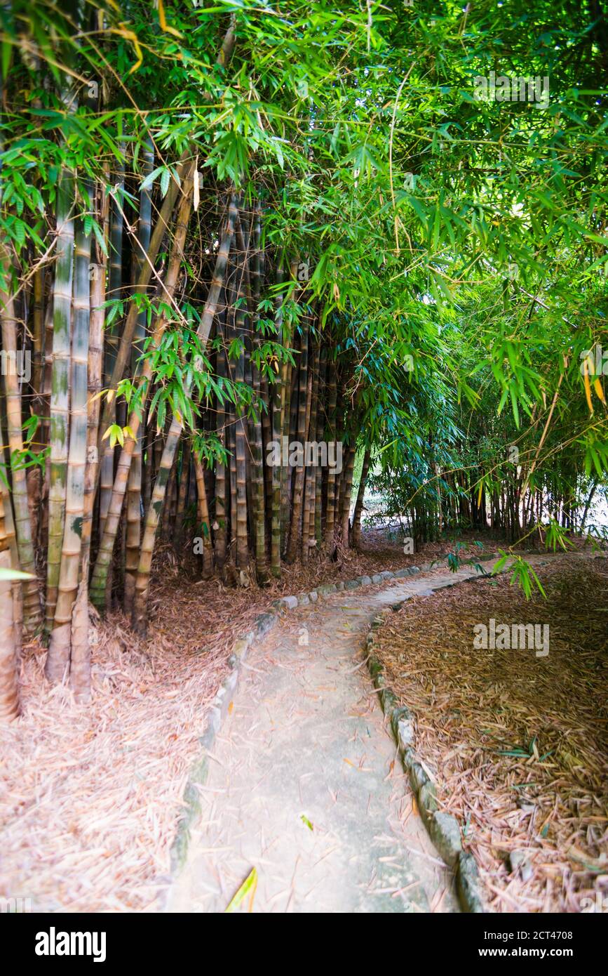 Bambuspflanzen im Botanischen Garten Palermo (Orto Botanico), Sizilien, Italien, Europa Stockfoto