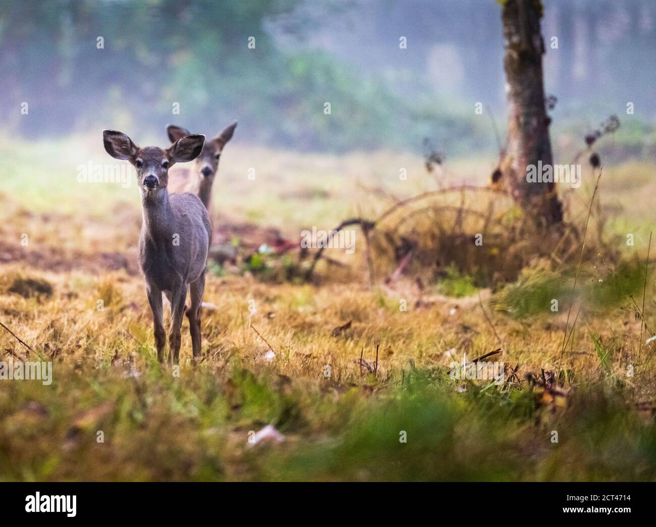 2 neugierige kleine Rehkitze starren auf die Kamera Stockfoto