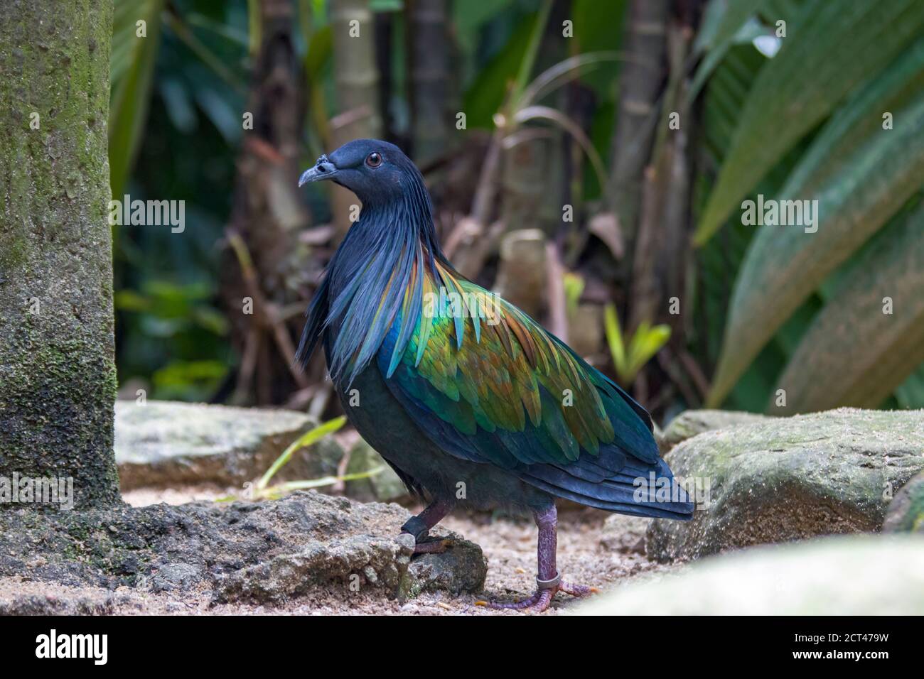 Die Nicobar-Taube ist eine Taube, die auf kleinen Inseln und in Küstenregionen von den Andaman- und Nicobar-Inseln, Indien, östlich durch die Malaiischen Inseln gefunden wird. Stockfoto