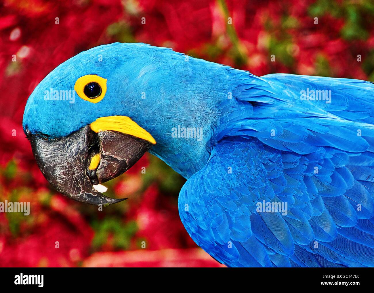 Papageienblau Spix-Ara aus der Nähe auf dem Land sitzen Stockfoto