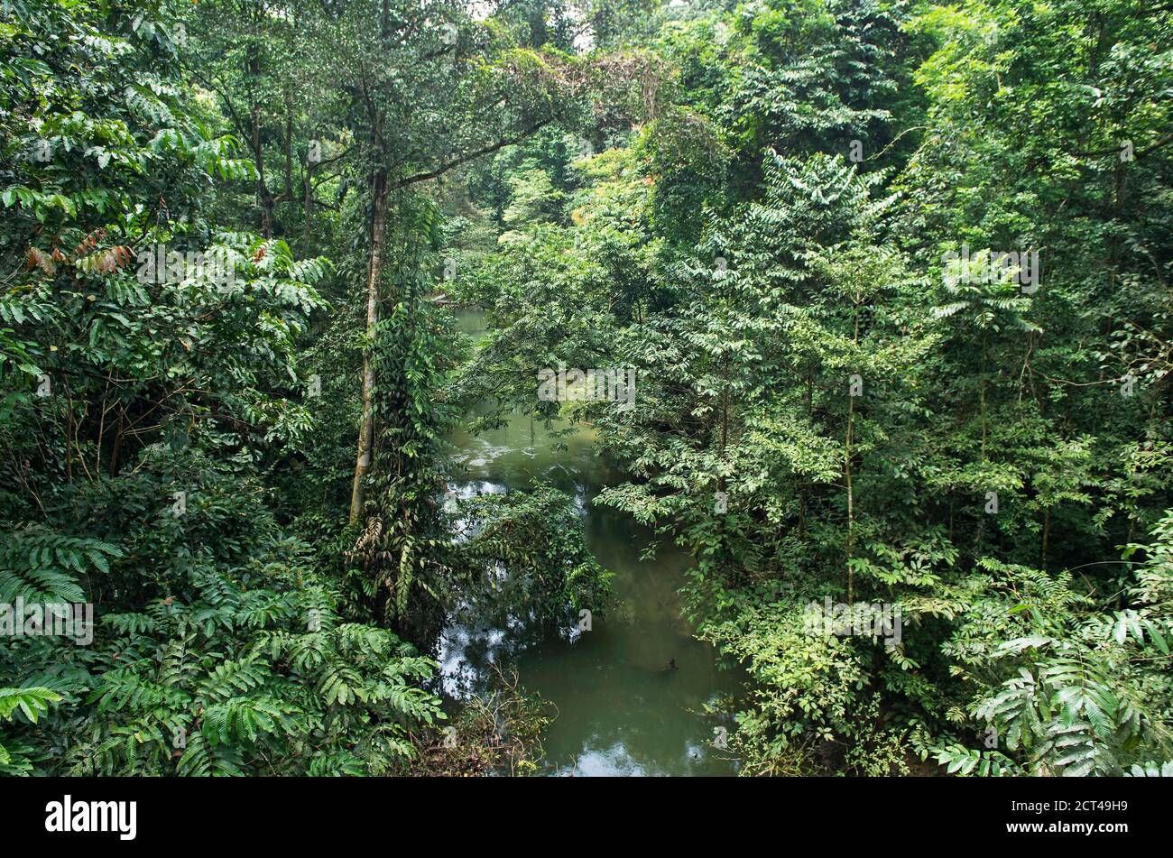 Tropischer Dschungel, primärer Regenwald im Gunung Mulu Nationalpark, UNESCO-Weltkulturerbe, Sarawak, Borneo, Malaysia Stockfoto