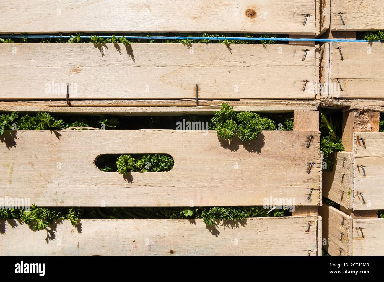 Ein hoher Stapel Holzkisten beim Bauern mit geernteter frischer grüner Petersilie, die aus den Rissen schiebt. Stockfoto