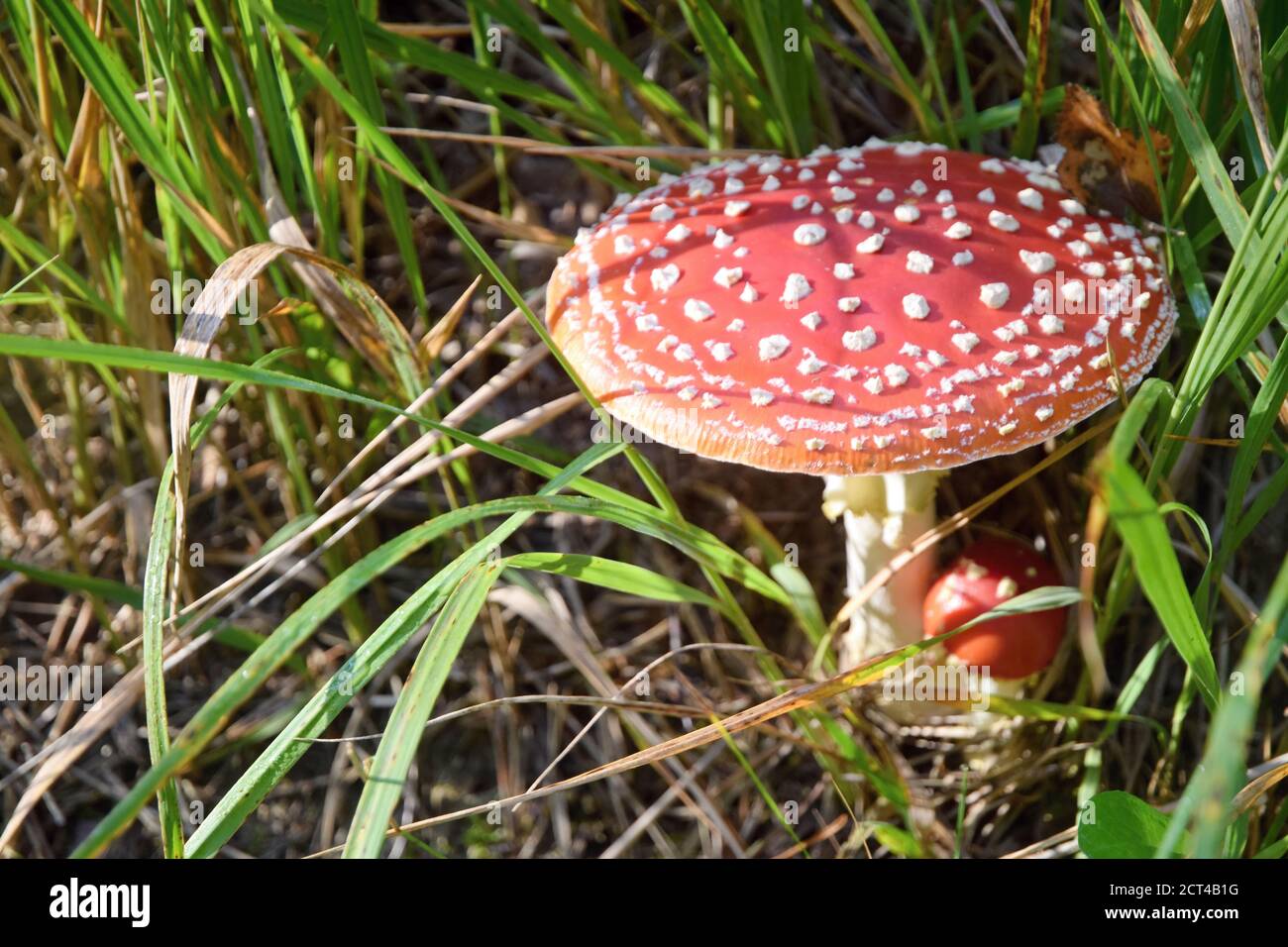 Amanita Muscaria, allgemein bekannt als der Fliegenpilz oder Fly Amanita. Stockfoto