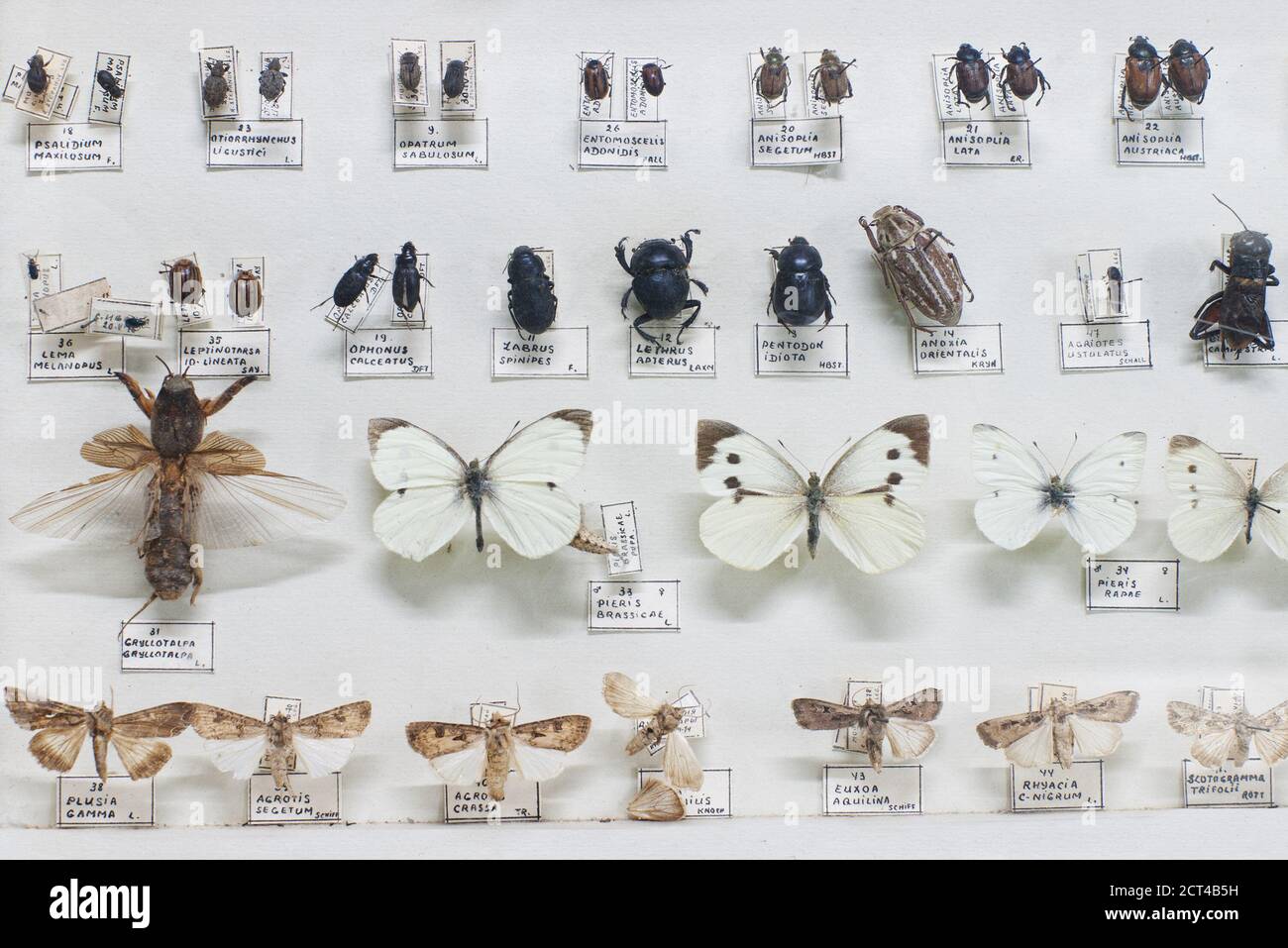 Sammlung von Käfer und Schmetterlingen mit Namen in Latein Stockfoto
