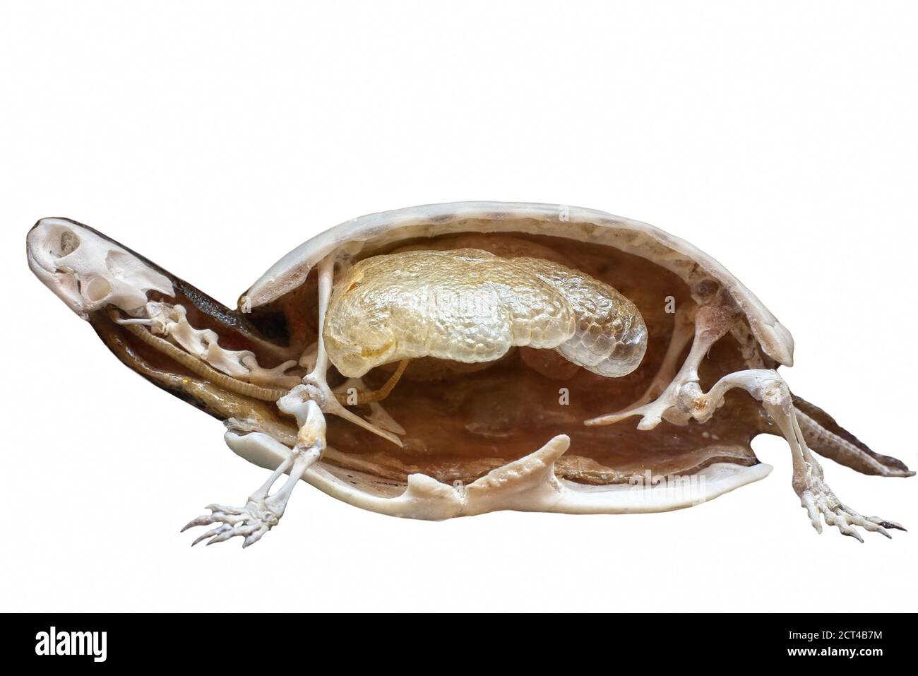 Abschnitt der gefüllten Schildkröte mit Skelett innen isoliert auf weiß Mit Kopierbereich Stockfoto