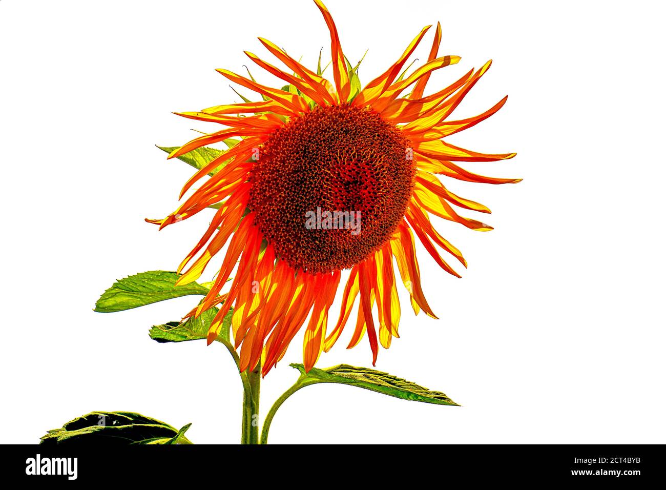 Verwelkt gelbe Gänseblümchen auf weißem Hintergrund Stockfoto