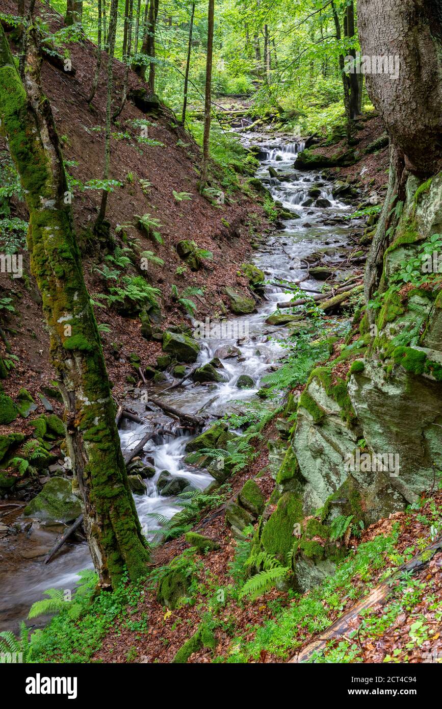 Kalter Bergbach tief im Wald. Wildes Naturschutzgebiet und Naturschutz Stockfoto