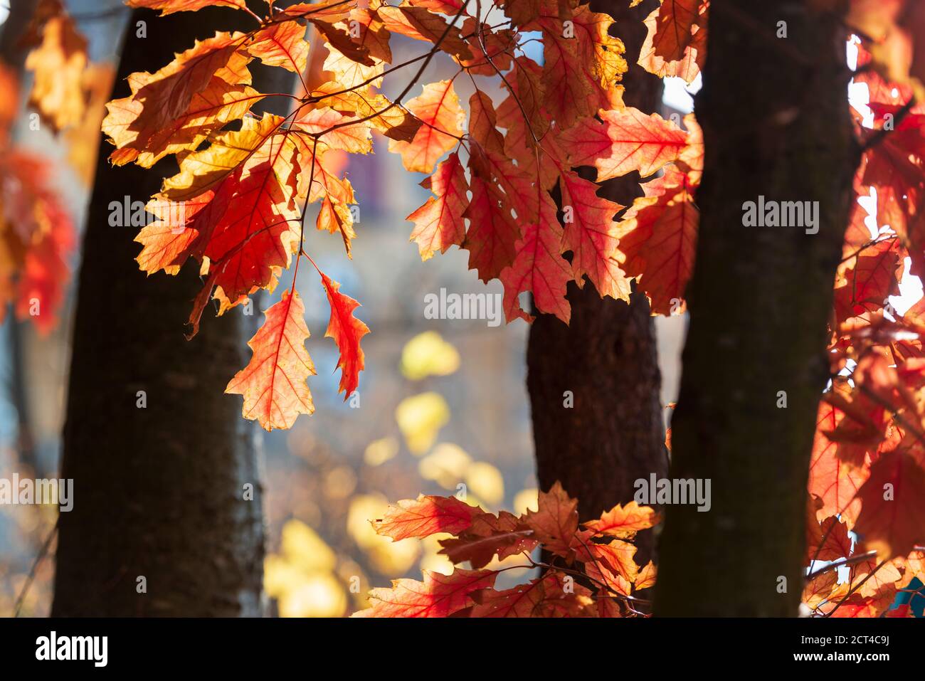 Schöner Herbsthintergrund, Sonne scheint durch rote Eichenblätter Stockfoto