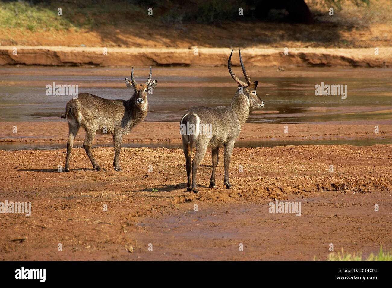 Gewöhnlicher Waterbuck, kobus Ellipsiprymnus, Männchen in der Nähe von River, Kenia Stockfoto