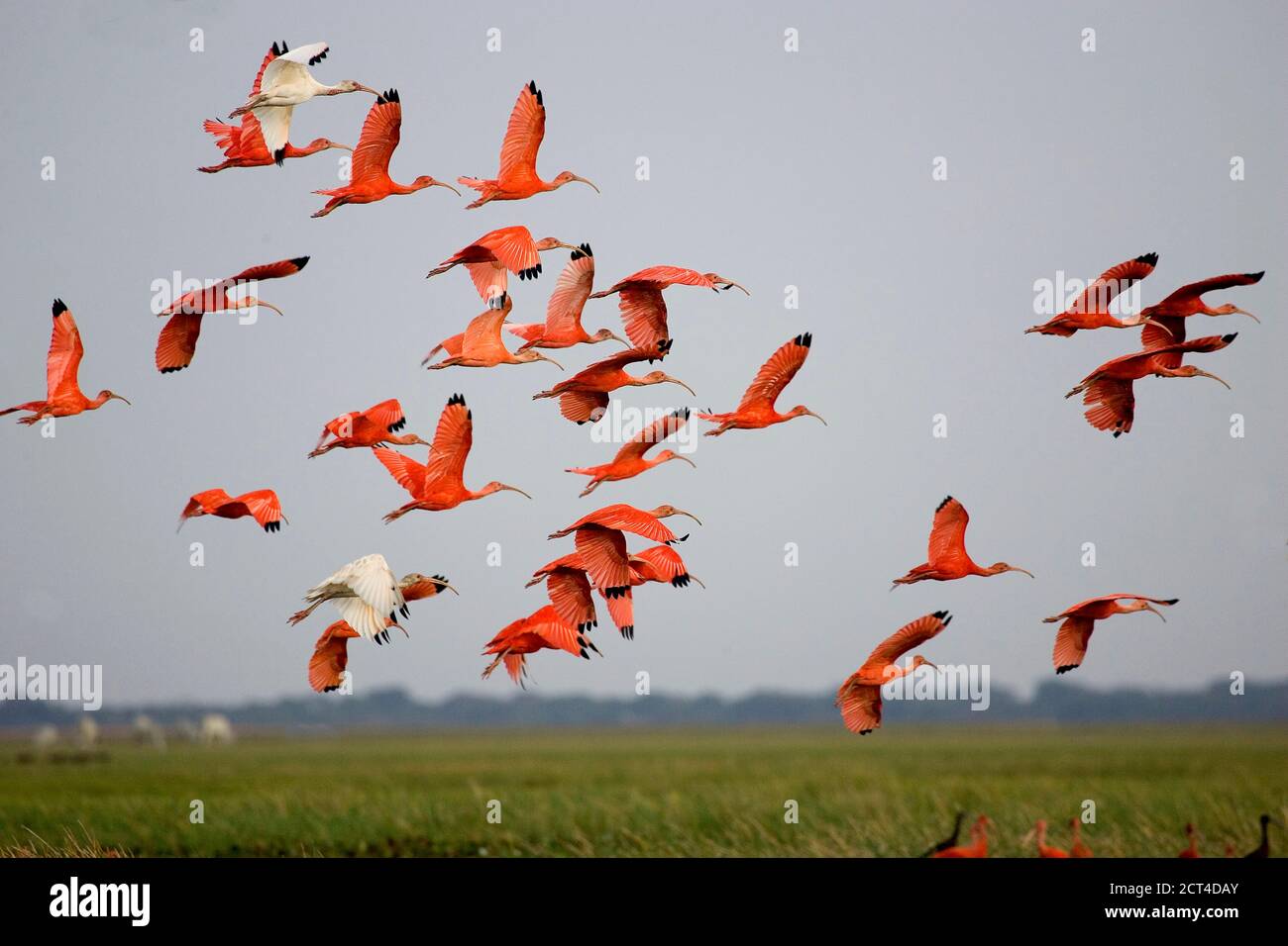 Scarlet Ibis, Eudocimus Ruber Gruppe im Flug über dem Sumpf, Los Lianos in Venezuela Stockfoto