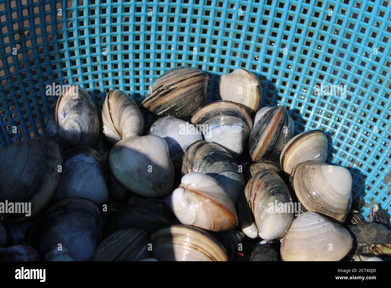 Frische Muscheln in einem blauen Straining Korb Stockfoto