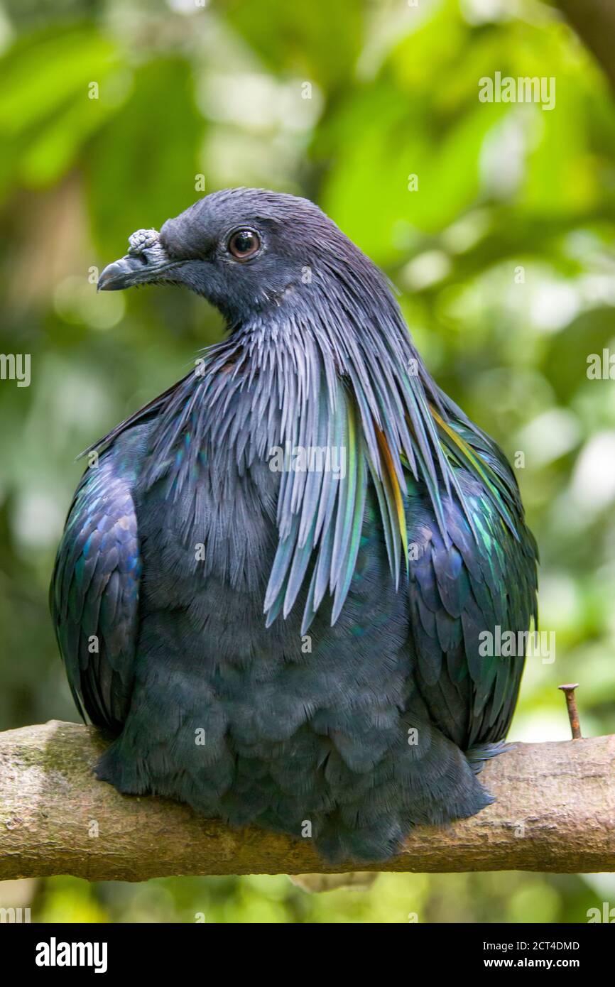Die kragentaube ist eine Taube gefunden auf kleinen Inseln und in den Küstenregionen von der Andaman und Nicobar Inseln, Indien, im Osten durch die Malaiische Stockfoto