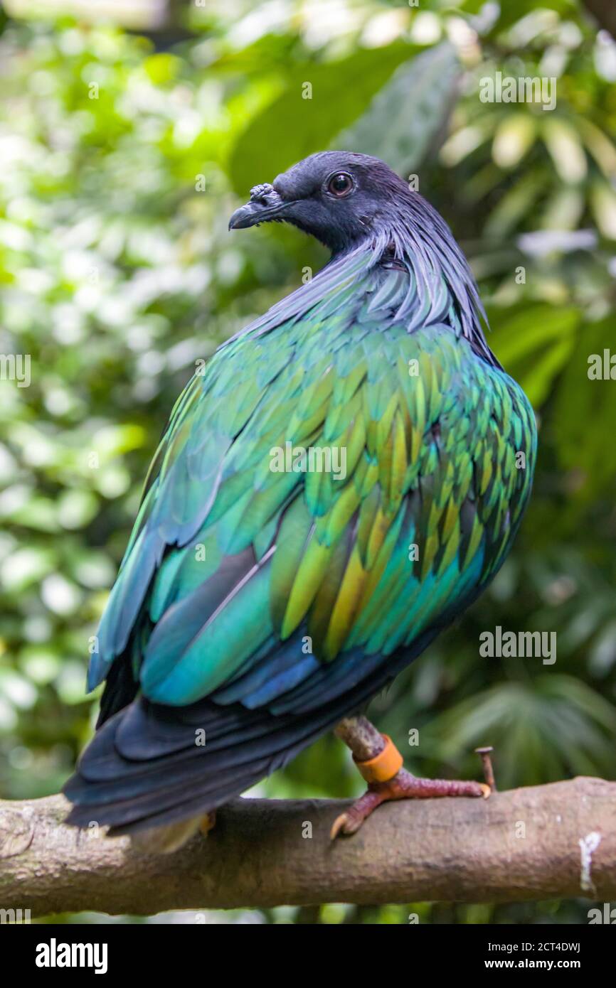 Die kragentaube ist eine Taube gefunden auf kleinen Inseln und in den Küstenregionen von der Andaman und Nicobar Inseln, Indien, im Osten durch die Malaiische Stockfoto