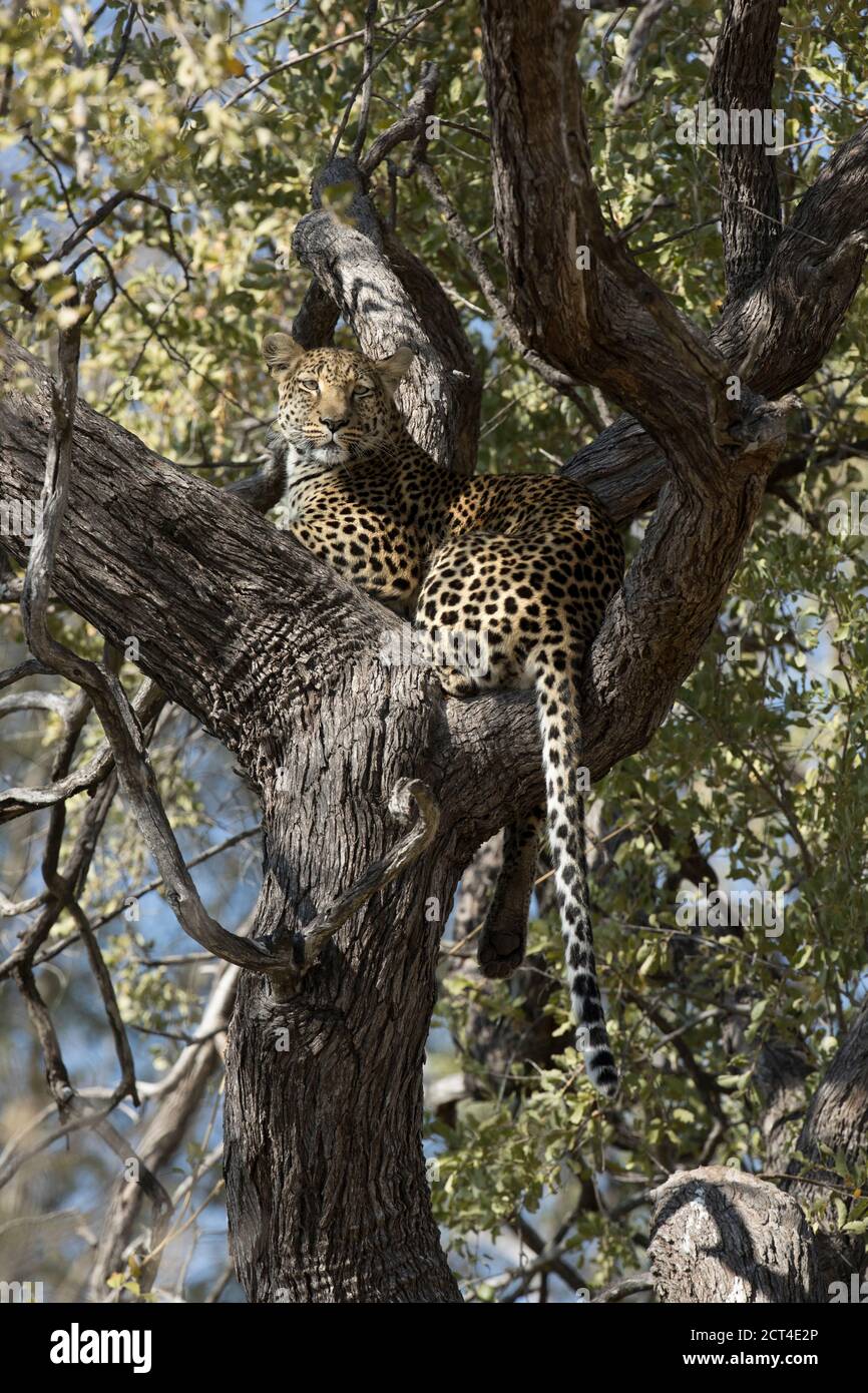Ein Leopard schaut von seiner Position hoch in einem Baum in Okaukuejo, Etosha Nationalpark, Namibia. Stockfoto