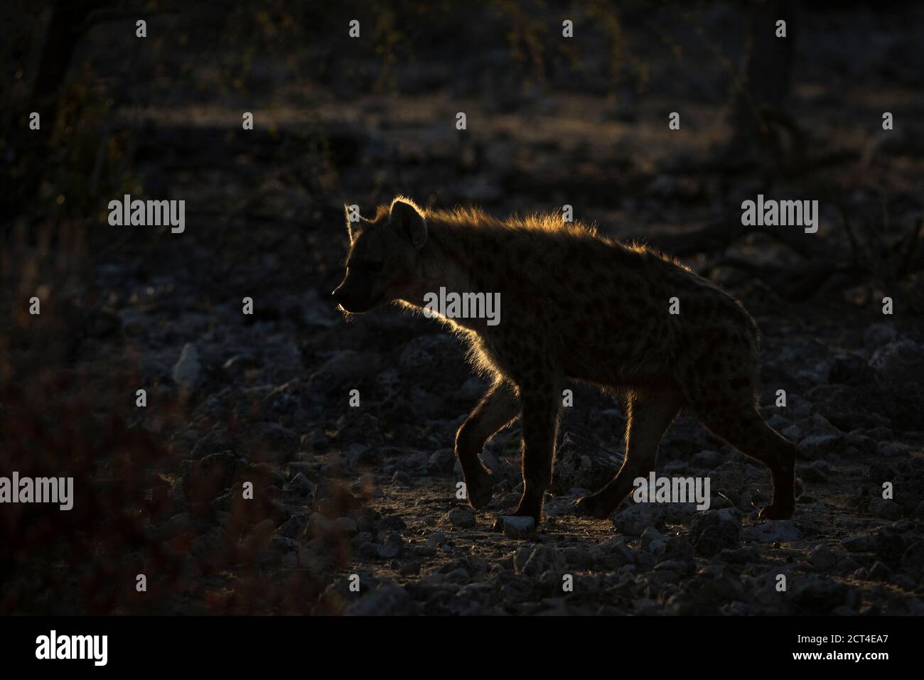 Ein goldener Rand beleuchtet Hyäne in Okaukuejo, Etosha National Park, Namibia. Stockfoto