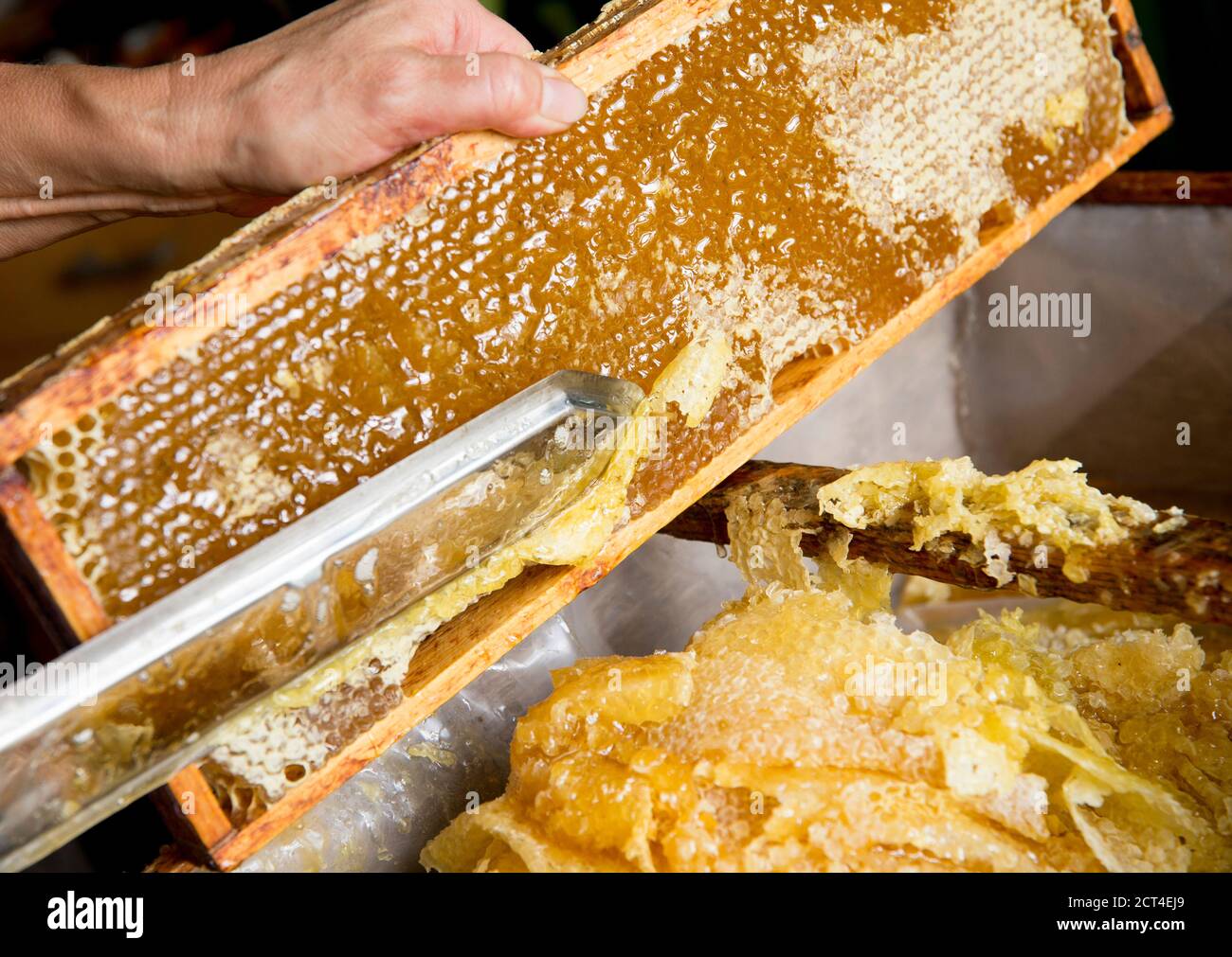 Extraktion von Honig aus Wabenkonzept. Nahaufnahme des Imkers, der Wachsdeckel mit heißem Messer aus der Wabe zur Honiggewinnung schneidet. Stockfoto